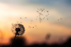 Was ist Achtsamkeit? Achtsam sein bedeutet, die kleinen aber feinen Dinge des Lebens wahrzunehmen, wie die Samen einer Pusteblume, die durch die Luft fliegen.